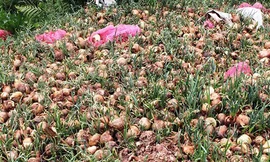 Hành tây Đà Lạt bị đổ bỏ hàng loạt