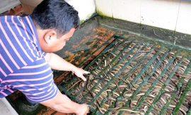 Kiếm 300 triệu/tháng nhờ nuôi lươn không bùn ở Sài Gòn
