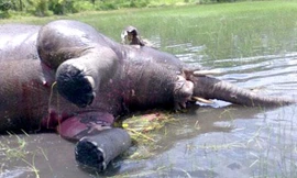 Xác voi được tìm thấy