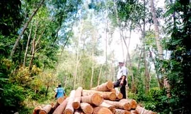 EU tài trợ 3 dự án về gỗ rừng Việt Nam