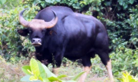 Bò tót ở vườn quốc gia Phước Bình