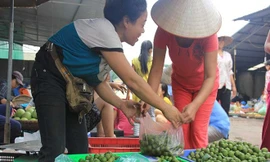 Thu tiền triệu từ nghề chà vỏ sấu đầu mùa