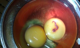 Phát hiện sinh vật lạ trong lòng đỏ trứng gà