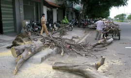 Cây chết khô bật gốc đè 3 người đi đường