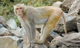 Loài khỉ khoái cờ bạc