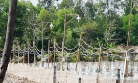 Đường dây điện ở ao nuôi tôm như mạng nhện vừa thấp vừa tạm bợ. ẢNH: TIẾN HƯNG