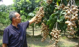 Người dân Hà Nội kiếm tiền tỷ nhờ nhãn chín muộn