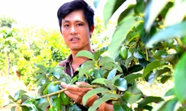 Vườn rừng bạc tỷ