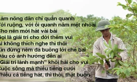 Trồng ổi và nổi tiếng