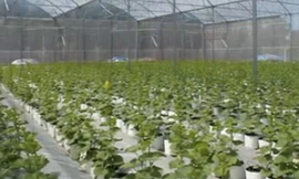 Trồng dưa lưới bằng công nghệ cao