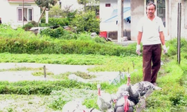 Nuôi gà tây, Hải xe ôm thành tỷ phú