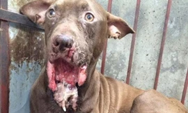 Hậu quả sau cuộc chiến (trong ảnh hàm dưới của Pitbull bị cắn cụt). Ảnh: Diễn đàn Pitbull Việt Nam
