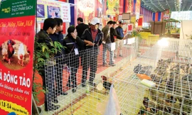 Gà Đông Tảo được bày bán tại Hội Chợ Xuân 2014, Trung tâm Triển lãm Giảng Võ - Hà Nội. Ảnh: Như Ý