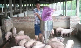 Anh Trần Bá Tuấn đang chăm sóc đàn lợn trong trang trại của mình.