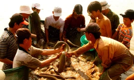 Thu hoạch cá chình ở Hồng Dân. Ảnh: Phanh Thanh Cường