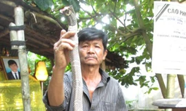 Đi chơi công viên tiện thể bắt rắn bán, bị cắn chết