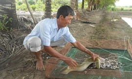 Với cách nuôi bài bản, khoa học, cá chình của Bảy Ánh luôn khỏe mạnh, mau lớn.