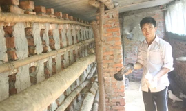 Hưng trong chuồng bồ câu Pháp của mình