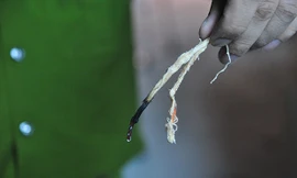 Mực khô nghi làm bằng cao su xuất hiện tại Hà Nội