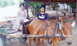  Những hình ảnh “đặc sản” về xe ngựa Miền Tây. Ảnh: T.H