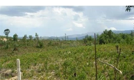 “Vẽ” dự án trồng rừng, lừa dân đóng tiền tỷ