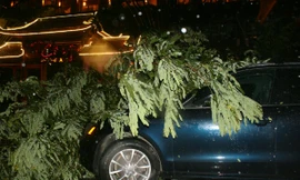 Gió rít liên hồi ở Quảng Ninh, xe Audi bị cây gãy đè