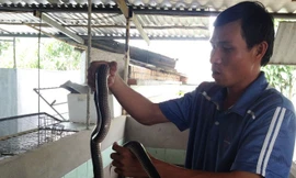 Thầy giáo miền Tây nuôi rắn thu bạc tỷ