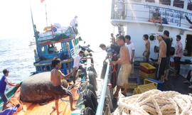 Vận chuyển cá nục từ tàu Sang Fish 01 sang tàu hậu cần ĐNa 90424. Ảnh: Nguyễn Huy 