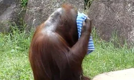 Đười ươi rửa mặt bằng khăn như người