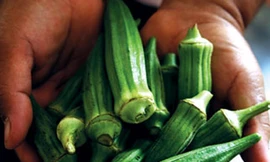 Uống nước đậu bắp trị tiểu đường?