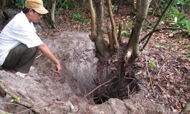 Bới tung rừng cát tìm 'thần dược'