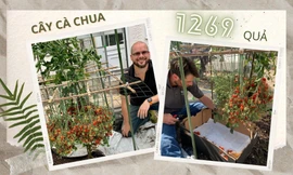 Cây cà chua "gánh còng lưng" 1269 quả, lập kỷ lục Guinness nhiều quả nhất thế giới 