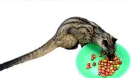 'Giải mật' cà phê chồn - thức uống đắt nhất hành tinh