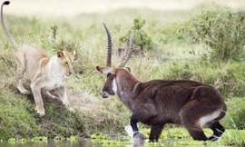 Hươu dùng hết sức bình sinh đánh thắng sư tử