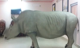 Ông Trầm Bê có hai con tê giác?