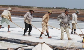 Vụ muối trước, Bạc Liêu vẫn còn tồn đọng 80.000 tấn muối