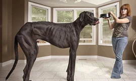 Con chó cao nhất thế giới