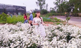 Đà Nẵng: Cúc họa mi đang mùa nở rộ, bạn đã kịp chụp bộ ảnh “sống ảo” nào chưa?