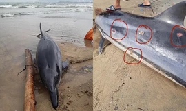 Đà Nẵng: Phát hiện xác một cá thể cá heo bị thương dạt vào bờ biển