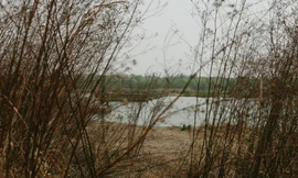 Cỏ mọc um tùm bên bờ sông Lạc ở Lạc Dương, Hà Nam.