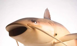 Cá trê robot Charlie