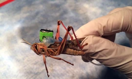 Với quân đội Mỹ, châu chấu cũng có thể trở thành thiết bị quân sự
