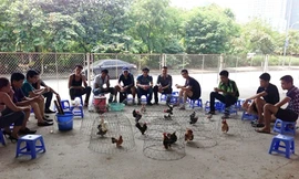 Trào lưu mới: Nuôi một 'em' serama