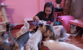 Nữ sinh 9X nuôi mèo không lông trên 20 triệu đồng/con