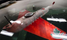 Nga chế tạo 'cá chiến binh' để phá bom