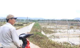 Nước rút, ruộng rau Tết tan hoang