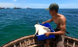 Thanh niên xứ Quảng trộm 18kg ‘mồi nhậu’ của cha thả xuống biển