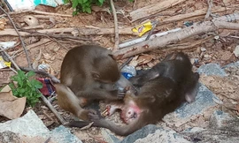 Xót xa những chú khỉ Sơn Trà mình đầy thương tích, cụt tay chân