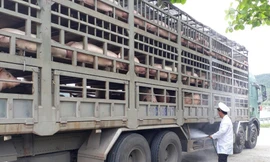 Đà Nẵng xuất hiện dịch tả lợn châu Phi