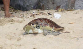 Thả 'mồi nhậu' nằm trong sách đỏ về biển